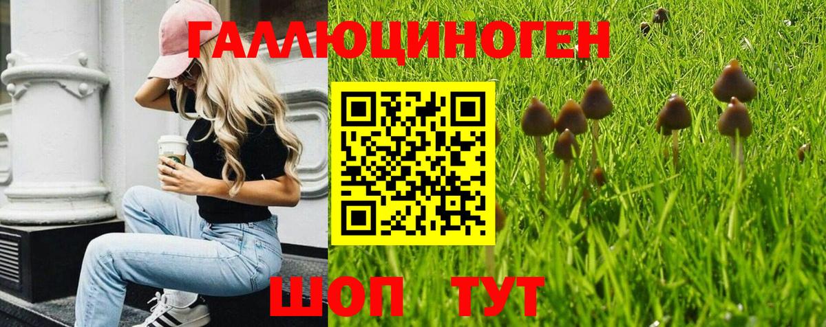 Псилоцибиновые грибы Cubensis  Галлюциногенные грибы Psilocybine cubensis  Дмитров  Вход с VPN 